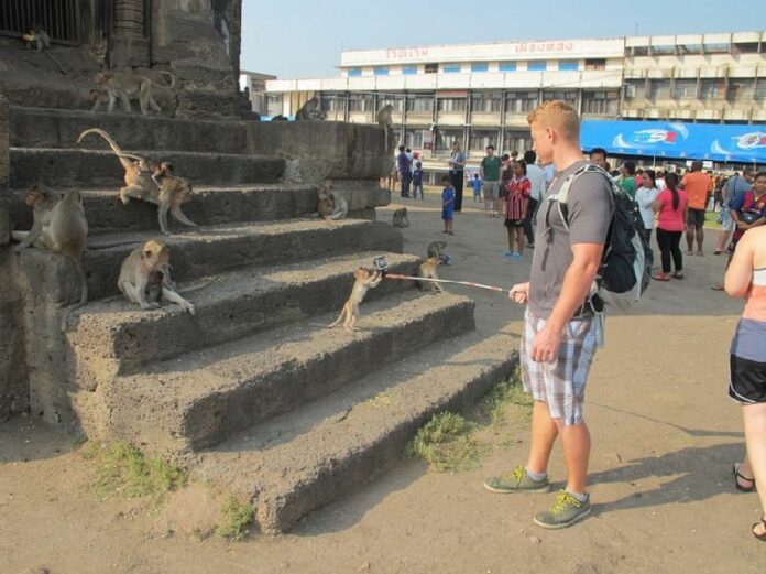 A monkey curiously examines a tourist's GoPro camera in Lopburi, Thailand, 29 November 2014. The city's 26th annual Monkey Festival was held on Sunday to honour the thousands of crab-eating macaques living in Lopburi's old town. Photo: Bill Bredesen/dpa<br />