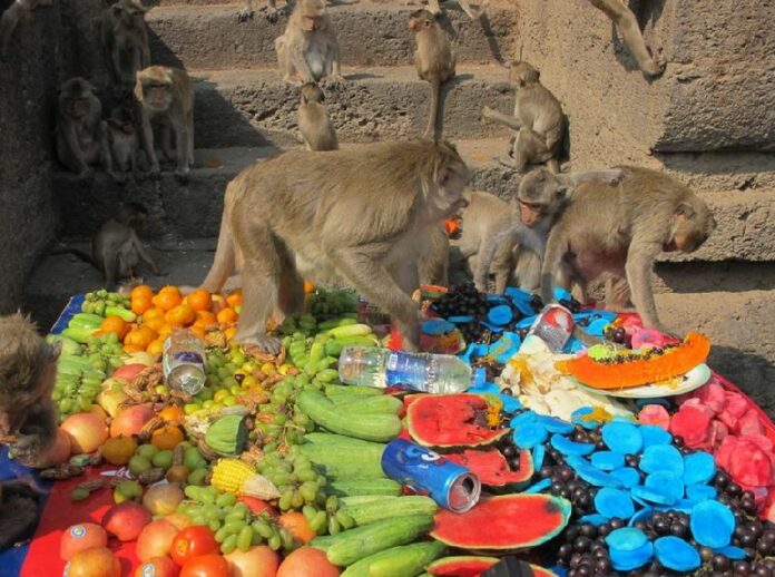 A group of monkeys feasting on a variety of fresh fruit in Lopburi, Thailand, 29 November 2014. The city's 26th annual Monkey Festival was held on Sunday to honour the thousands of crab-eating macaques living in Lopburi's old town. Photo: Bill Bredesen/dpa<br />