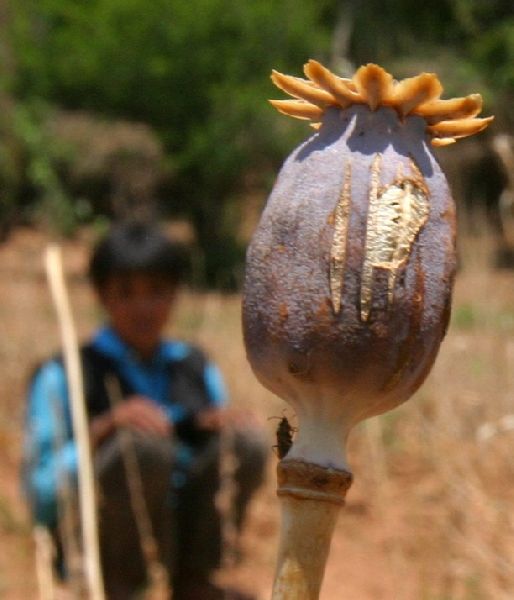 A file photo shows a villager in a post-harvest opium poppy field in Par Nauk village in the Golden Triangle region in north-eastern Myanmar, 26 April 2004. Opium production in South-East Asia increased this year, to three times the levels of 2006. EPA/BARBARA WALTON<br />