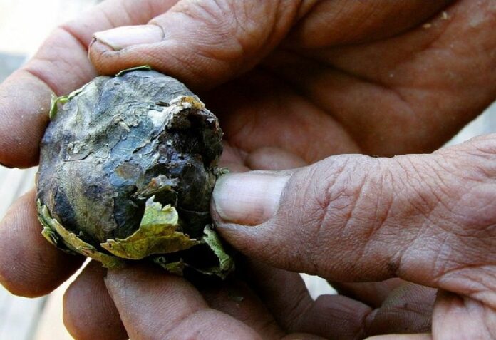 A file photo shows a ball of opium in the opium poppy farming village of Kaw Law Su in north-eastern Myanmar, on the Chinese border, 27 April 2004. Opium production in South-East Asia increased this year, to three times the levels of 2006. EPA/BARBARA WALTON<br />