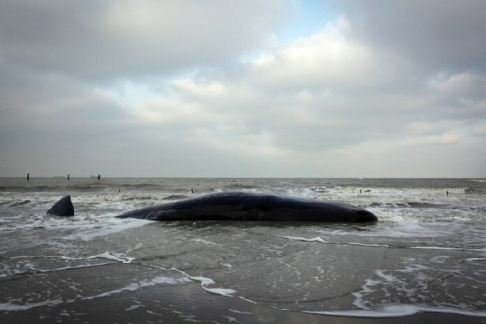 A file photo shows a sperm whale lieing on the water's edge after it became stranded on the beach of Knokke-Heist, Belgium, 08 February 2012. Seven sperm whales have beached themselves on a remote South Australian beach. EPA/JULIEN WARNAND <br />