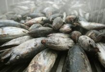 Thai Tuna Company Buys US Bumble Bee Foods