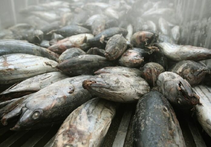 Frozen tuna imported from Japan at Ladkrabang Customs near Suvarnabhumi airport in Bangkok, Thailand, 29 March 2011. Thai Union Frozen Products, the world's largest canned tuna supplier, said Friday it will buy out US tuna company Bumble Bee Seafoods. EPA/NARONG SANGNAK<br />
