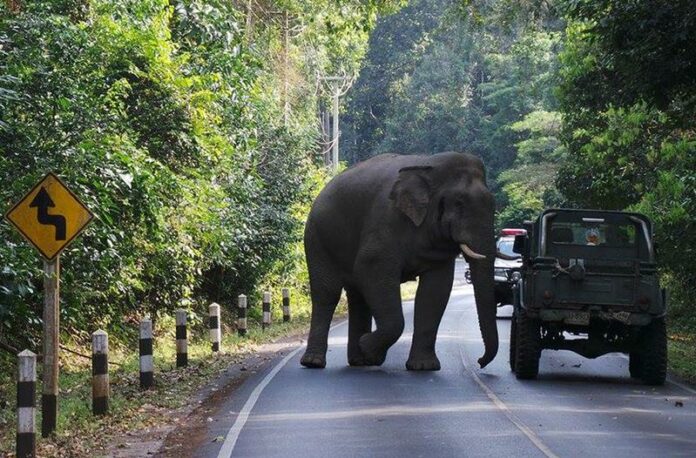 While recent viral images of elephants attacking cars in Thailand have captured worldwide attention, park officials say aggressive pachyderms are a serious problem, especially during mating season.<br />