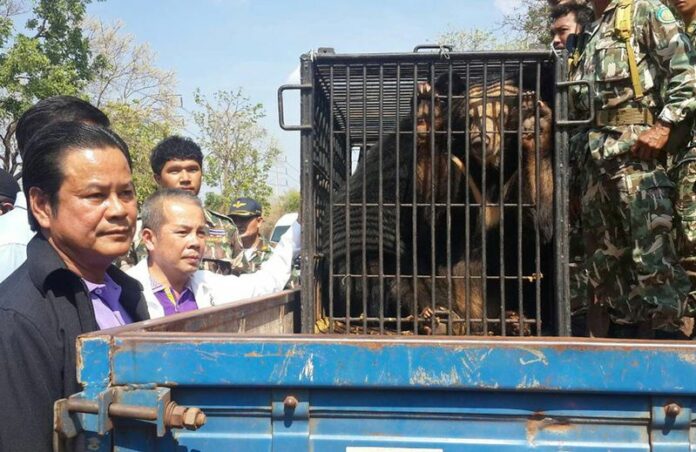 Thai wildlife officials seize Asian black bears from the Tiger Temple in Kanchanaburi province, Thailand, 03 April 2015. Thai officials seized at least six illegally possessed Asian black bears from the Tiger Temple, which has been allegedly abusing and trafficking wild animals. EPA/STR THAILAND OUT<br />