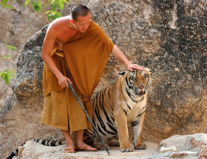 A Buddhist monk with a tiger at Wat Pa Luangta Bua Yannasampanno, also known as the Tiger Temple, in Kanchanaburi, about 200 km north-west of Bangkok, Thailand, Monday 24 April 2006. Thailand's famous Tiger Temple is being forced to give up its tigers, an official said Monday. EPA/BARBARA WALTON<br />