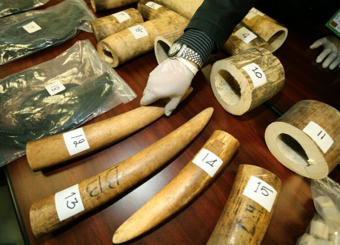 <br />
A Thai customs officer displays some of the seized smuggled African elephant tusks before a press conference at the Customs Department inside the Suvarnabhumi Airport in Bangkok, Thailand, 17 April 2015. EPA/NARONG SANGNAK