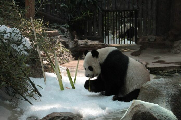 Chuang Chuang keeping cool with ice on April 24, 2015 at Chiang Mai Zoo.