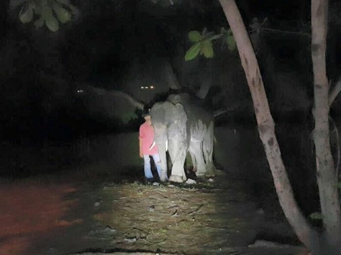 The elephant that attacked tourists on a beach in Rayong on 16 June 2015.
