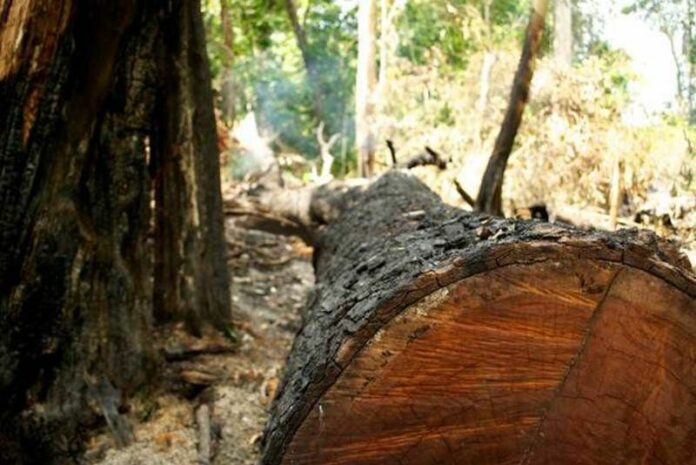 A felled tree on Crocodile Mountain, Cambodia, May 2015. It may take small-time loggers several weeks to find, cut down, and transport a single large tree. Photo: Erin Hale/dpa<br />