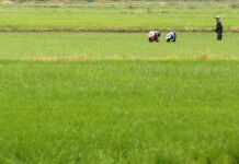 Delayed Rice-Planting Season Expected to Affect Thai GDP Growth