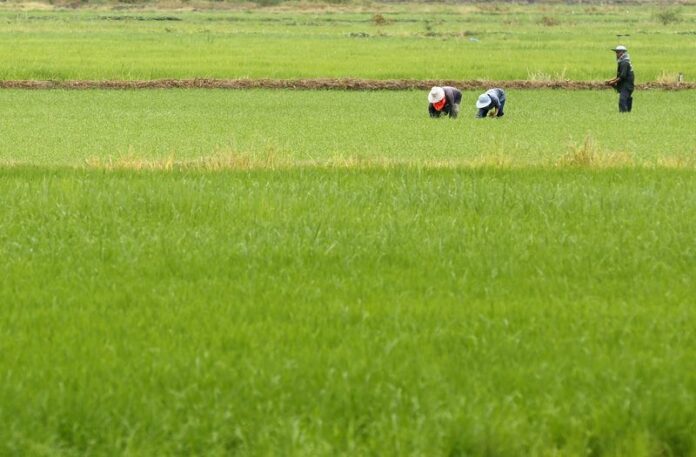 A file photo from 27 June 2013 shows Thai farmers working in a rice paddy field at Ayutthaya province, north of Bangkok, Thailand, 26 June 2013. A delayed wet-season planting was expected to weigh on Thailand's weakening economic growth. EPA/NARONG SANGNAK<br />