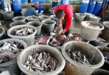 EU Warning on Illegal Fishing Has Thai Fishing Industry Reeling