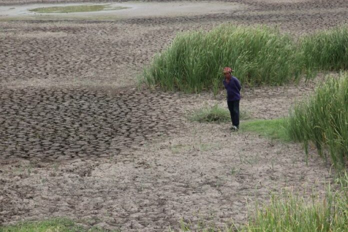 A farmer stands on rice fields turned barren by the drought in Nakhon Ratchasima province, 19 July 2015