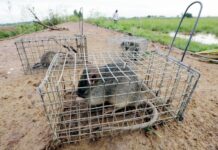 Barbecued Field Rat Makes for Tasty, Healthy Cambodian Snack