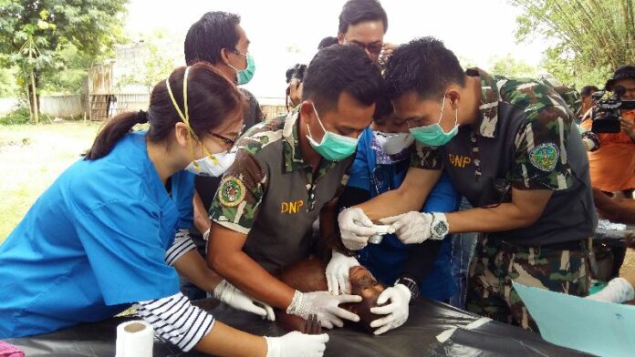 A young orangutan confiscated from tourist attractions undergo health checks by Thai wildlife officers in Kao Pratubchang Conservation Center in Rachaburi. KHAOSOD