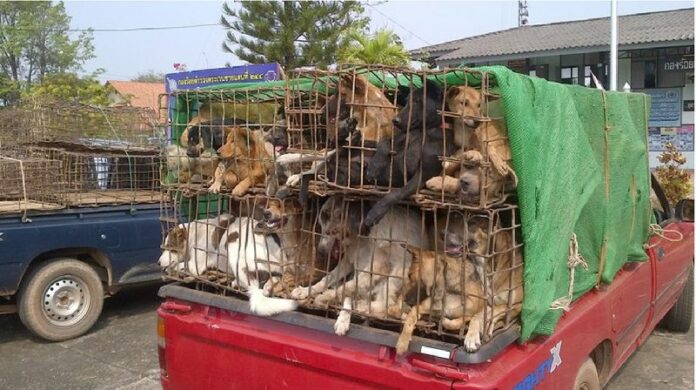 A photo provided by Phuket-based Soi Dog Foundation shows hundreds of street dogs in cages on a truck them to be sold for meat in Vietnam. They were rescued and transferred to a shelter in Buriram, Thailand.