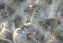 Mischievous Monkeys Moved out of Bangkok (Video)