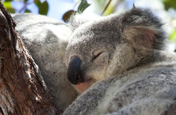 A koala snoozes in a tree in this undated file photo. Photo: DPA / Daniel Naupold