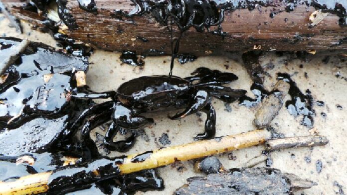 A crab seen soaked in tar Tuesday after an oil spill came ashore along 10 kilometers of beach at Hua Hin in Prachuap Khiri Khan province.