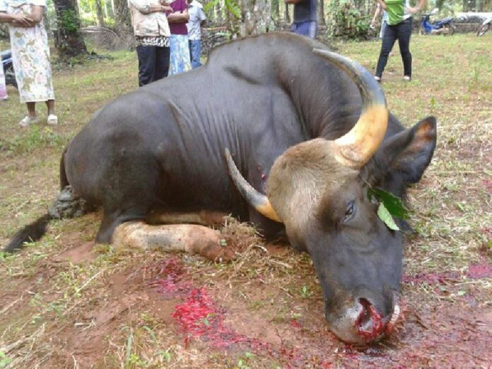 A photo of ‘Khai Dam’ the gaur after he was found dead in Krabi province yesterday. Photo: Chatree Sakunbunma / Facebook