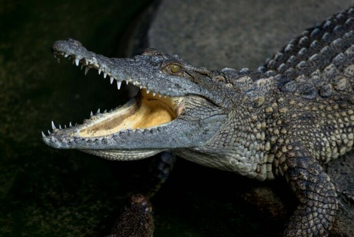 A crocodile smiles at a farm on Oct. 13 in Samut Prakan, Thailand. Indonesian drug convicts could find themselves guarded by hungry crocodiles under a plan put forward by the anti-narcotics agency, a spokesman said Tuesday. Photo: DPA / Ian Robert Knight<br />
