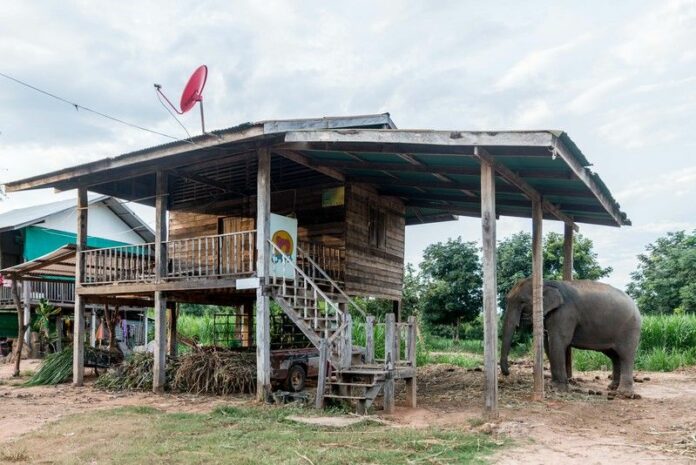 Elephants tied up to homes is a completely normal thing in the Ban Ta Klang, Surin Province, Thailand.<br />