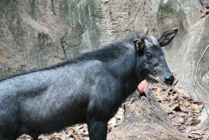 A majestic serow in captivity at the Dusit Zoo n Bangkok in a 2007 photo. Photo: Melanochromis / Wikimedia Commons