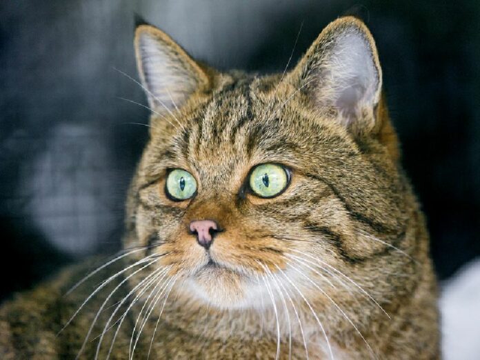 A cat. Photo: Tambako The Jaguar / Flickr<br />