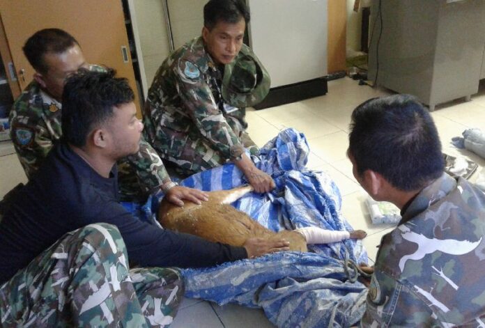 Bleeding onto the floor from gunshot wounds, a muntjac seeks sanctuary Thursday inside a Trat province police station.