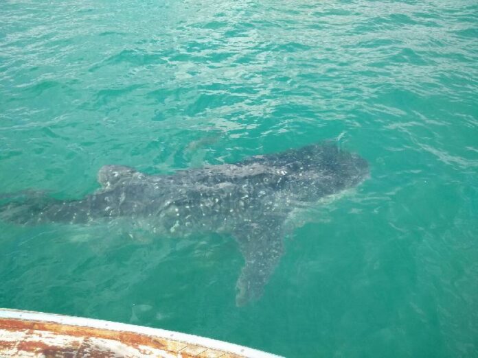 A whale shark swims alongside the boat of a national park officer Friday in Krabi province. Photo: Courtesy Jampen Phompakdi