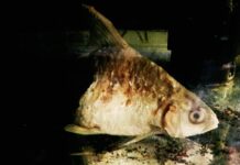 Half-Life: Survivor Fish’s Celebrity to Live On After Death (Video)