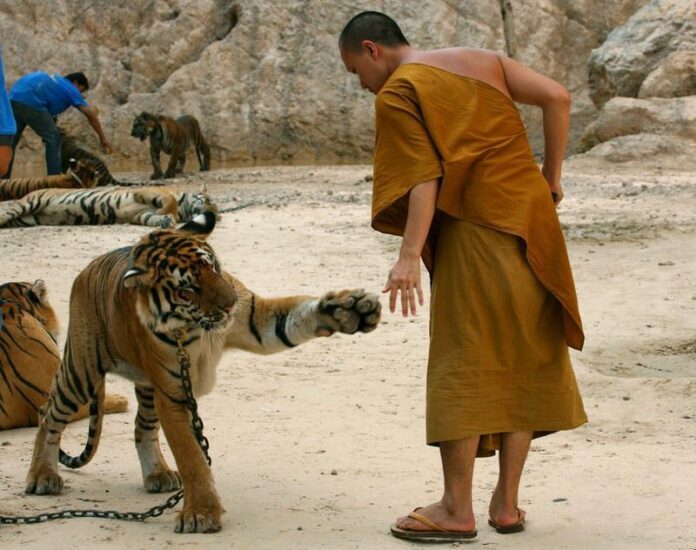 A Buddhist monk and tiger at Wat Pha Luang Ta Bua Yanasampanno, also known as the Tiger Temple, in Kanchanaburi province in a April 24, 2006, file photo. Photo: Barbara Walton / EPA