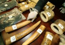 Govt Shuts Down Illegal Ivory Shops