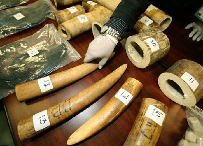 A Thai customs officer displays seized smuggled African elephant tusks April 17 at Suvarnabhumi Airport in Bangkok. Photo: Narong Sangnak / EPA