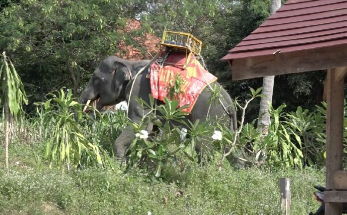 An elephant Monday on Koh Samui