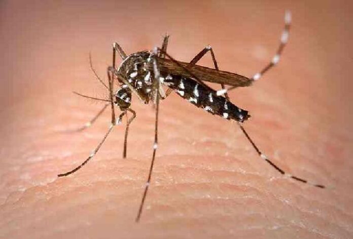 Aedes albopictus as seen in a January 2015 file photo. Also known as the Asian tiger mosquito, it is found in Thailand. Photo: microbiologybytes / Flickr