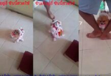 Gong Xi Fa Cute: Chinese New Year Pom Delights World (Video)