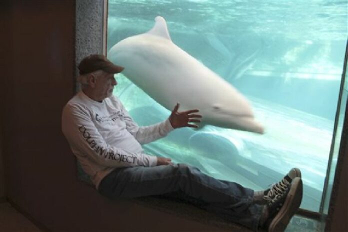 In this Sept. 16, 2015 photo released by DolphinProject.com, Ric O'Barry checks the status of Angel the dolphin at the Taiji Whale Museum in Taiji, Wakayama prefecture, western Japan. Photo: DolphinProject.com / AP