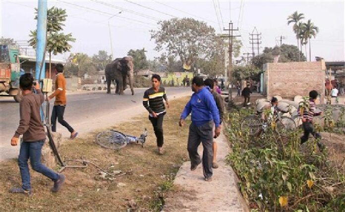 A wild elephant that strayed into the town moves through the streets as people run at Siliguri in West Bengal state, India, Wednesday, Feb. 10, 2016. Photo: Associated Press