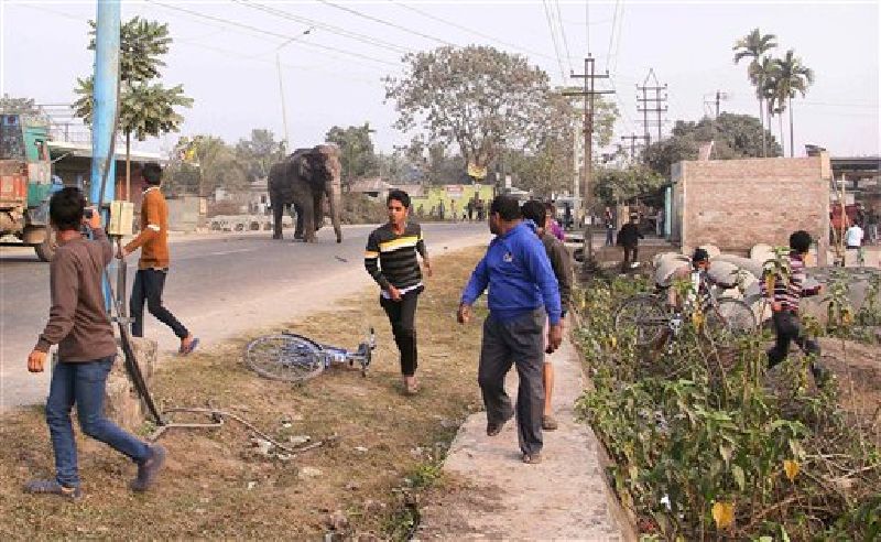 A wild elephant that strayed into the town moves through the streets as people run at Siliguri in West Bengal state, India, Wednesday, Feb. 10, 2016. Photo: Associated Press