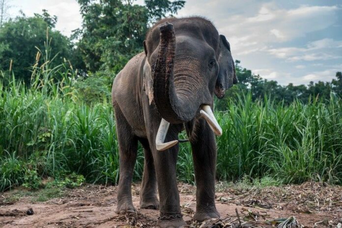 A male elephant stands in an agricultural plot in Ban Ta Klang, Surin Province. Photo: DPA