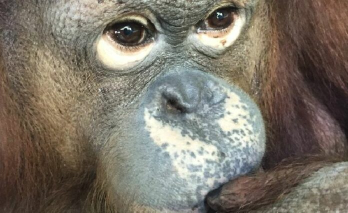 Milo, now a 13-year-old orangutan in an undated photo. Photo: Vicky Kiely / Change.org