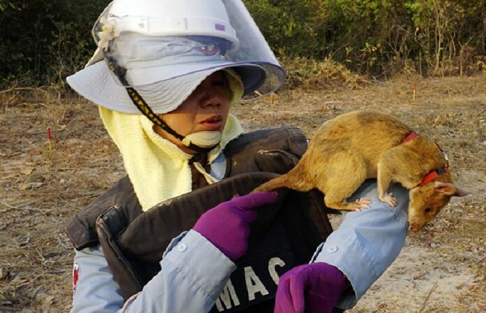Cambodian team member So Malen plays with Cletus on Feb. 19 after he scampered across a field believed to be sown by mines in Trach, Cambodia. Photo: Denis Gray / Associated Press<br />
