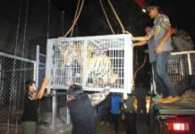 Tiger Temple to Reapply After Zoo Permit Denied