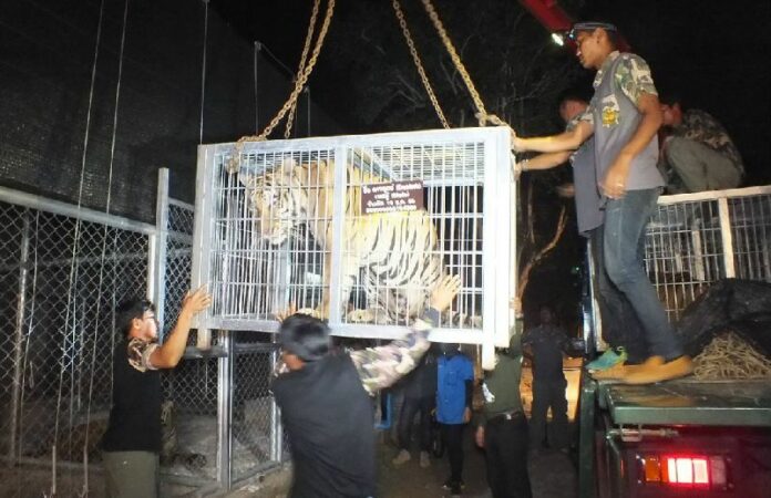 Wildlife officials load a tiger onto a truck Tuesday at the ‘Tiger Temple’ in Kanchanaburi province.