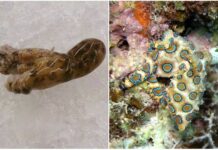 Deadly Octopus Spotted During Family Dinner-Prep