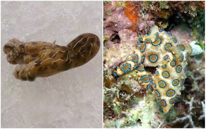 A blue-ringed octopus found at a Makro store in Yasothon province, at left, and a living one in the waters off Indonesia, at right by Jens Petersen.