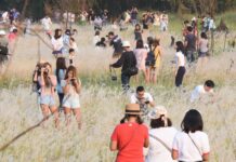 Bangkok Discovers Charming Field in Lat Phrao, Immediately Trashes it