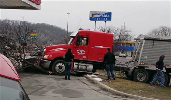 This Friday, March 4, 2016 photo shows a semi-truck with a dog in the driver's seat that crashed at a convenience store in Mankato, Minn. Photo: David Stegora / Associated Press